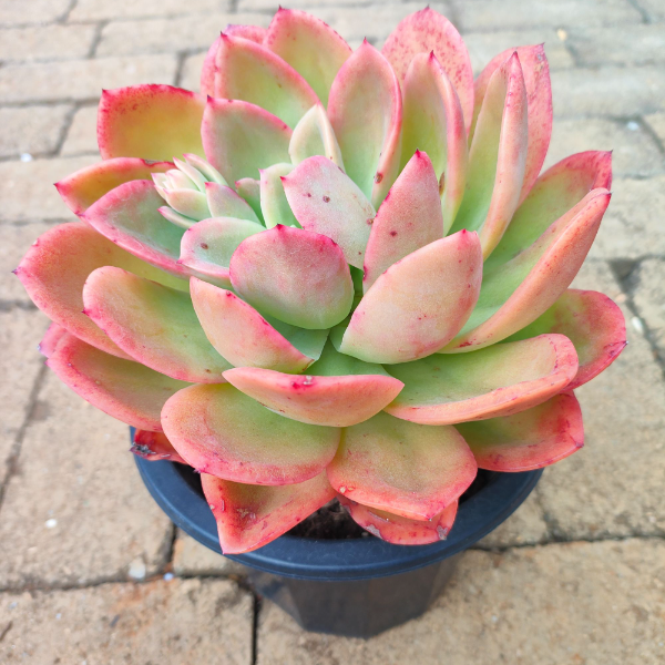 金辉 新手必拍 好看好养 多肉植物云南昆明发货精品多肉