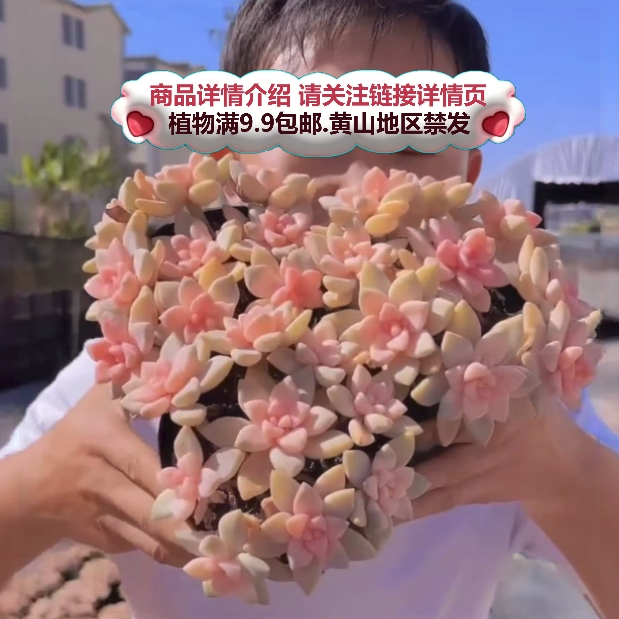 （新-粉樱花-散桩）多肉要满9.9邮 多肉植物绿植吸甲醛