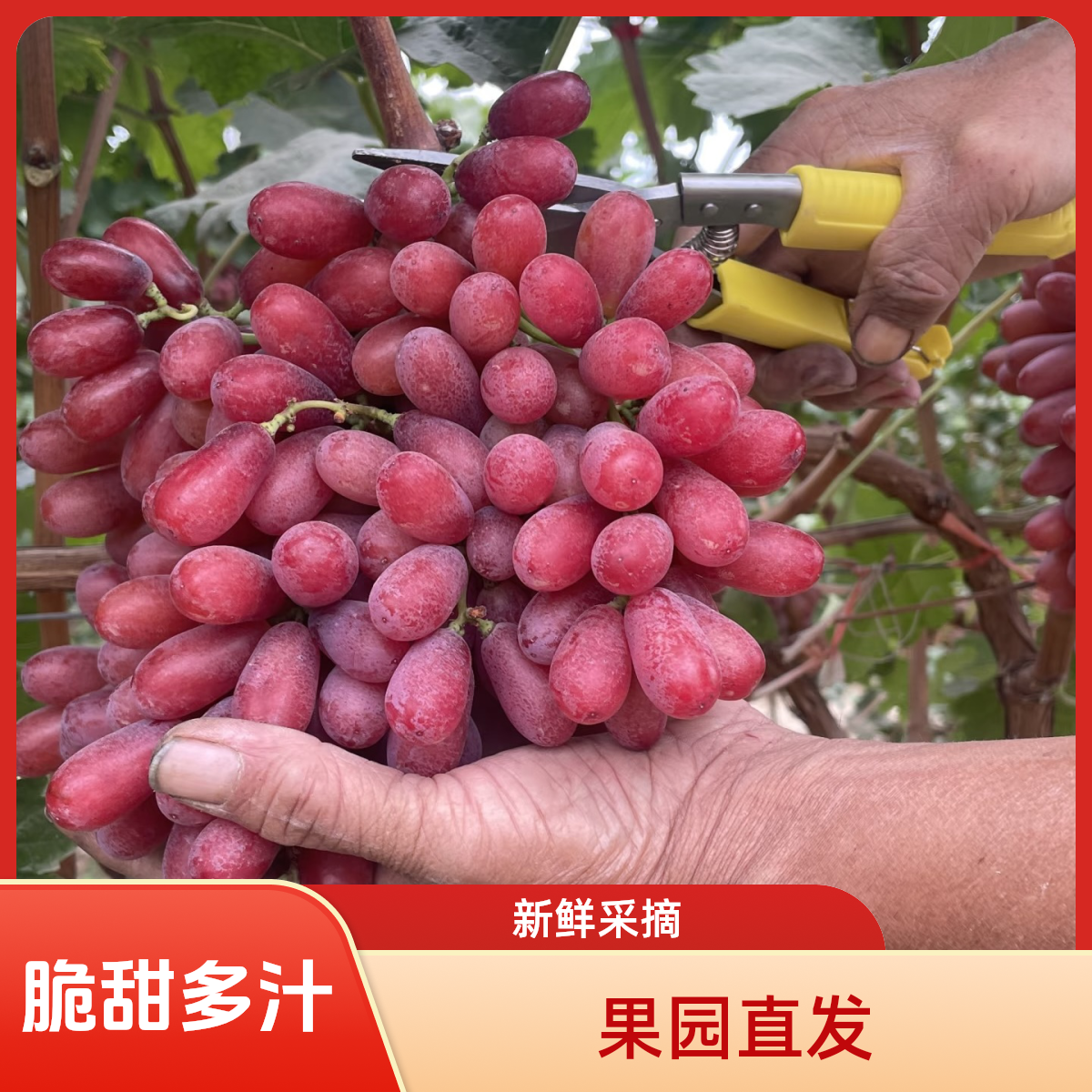 双旦节【顺丰京东包邮】新鲜采摘青岛克伦生葡萄长粒冰美人脆口提子