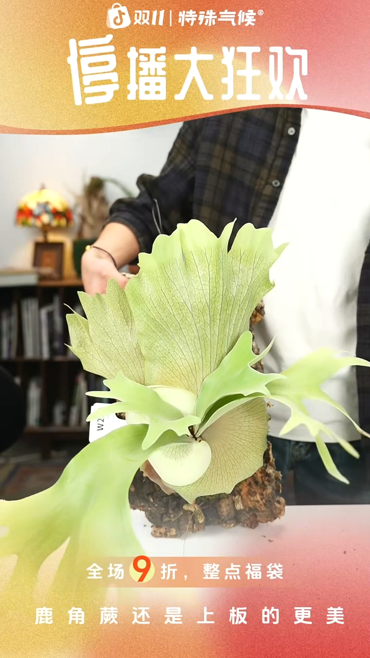 不开花植物W230-aor chao spore #B