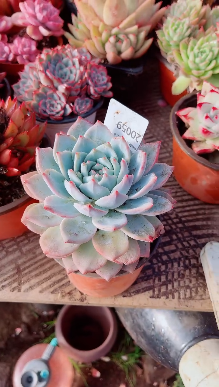 木**贝跃跃精品多肉20059