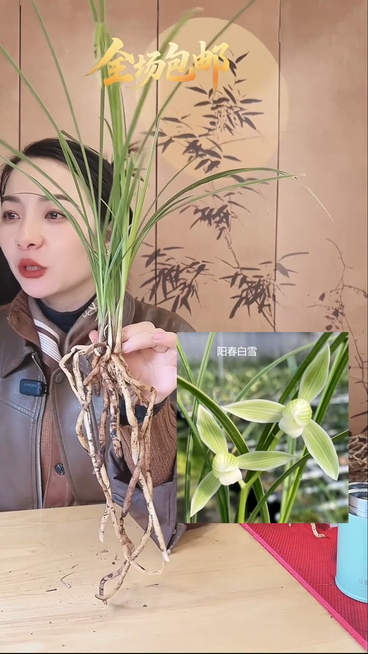 当前无花栽培后可以开花：阳春白雪