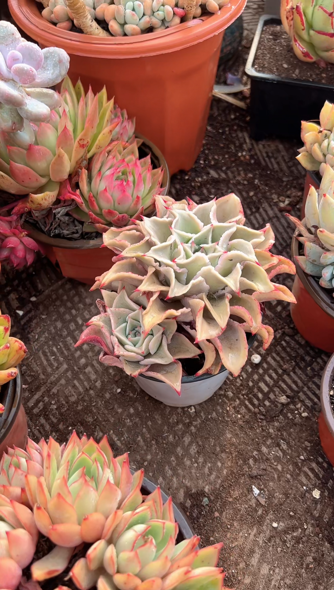 苹*树多肉植物一物一拍24399