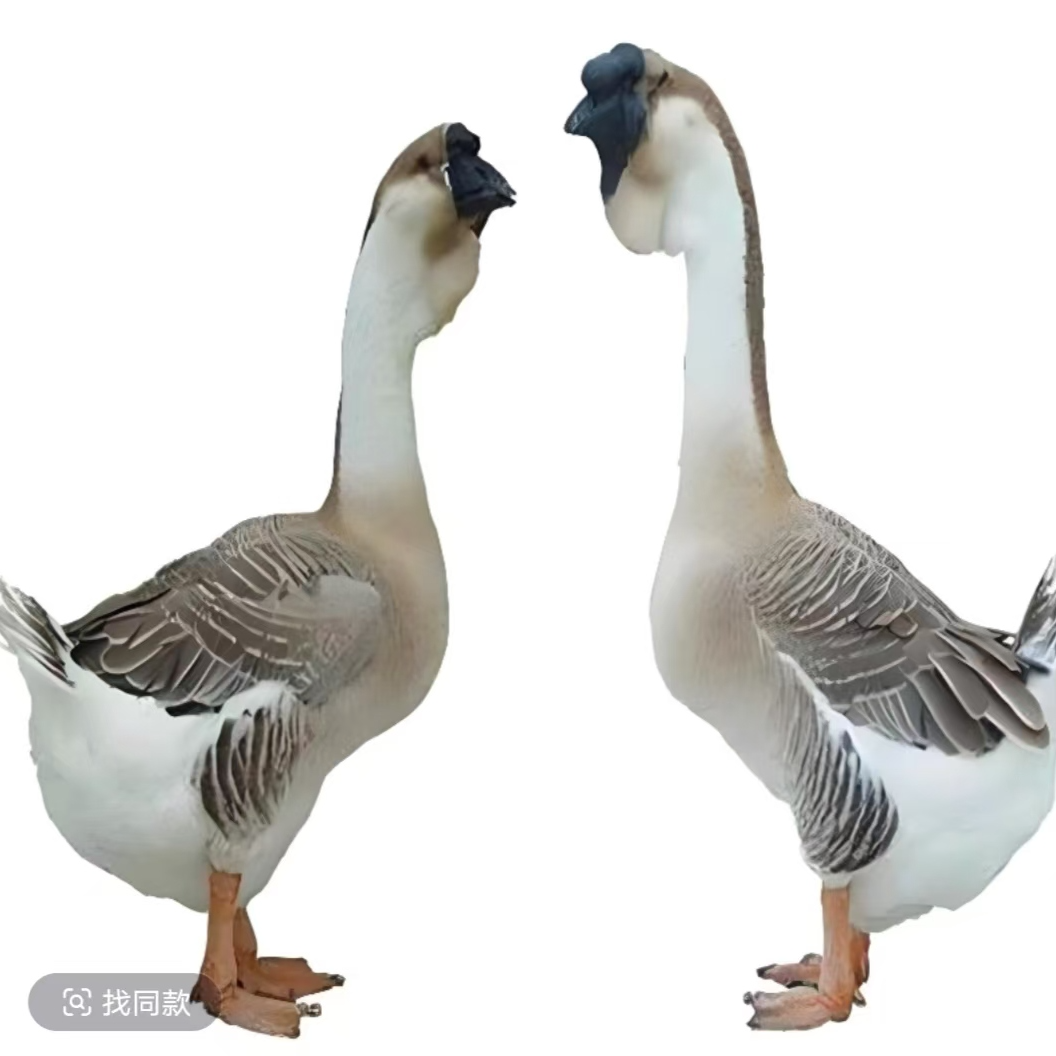 3两左右狮头鹅肉肉质鲜美顺丰包邮