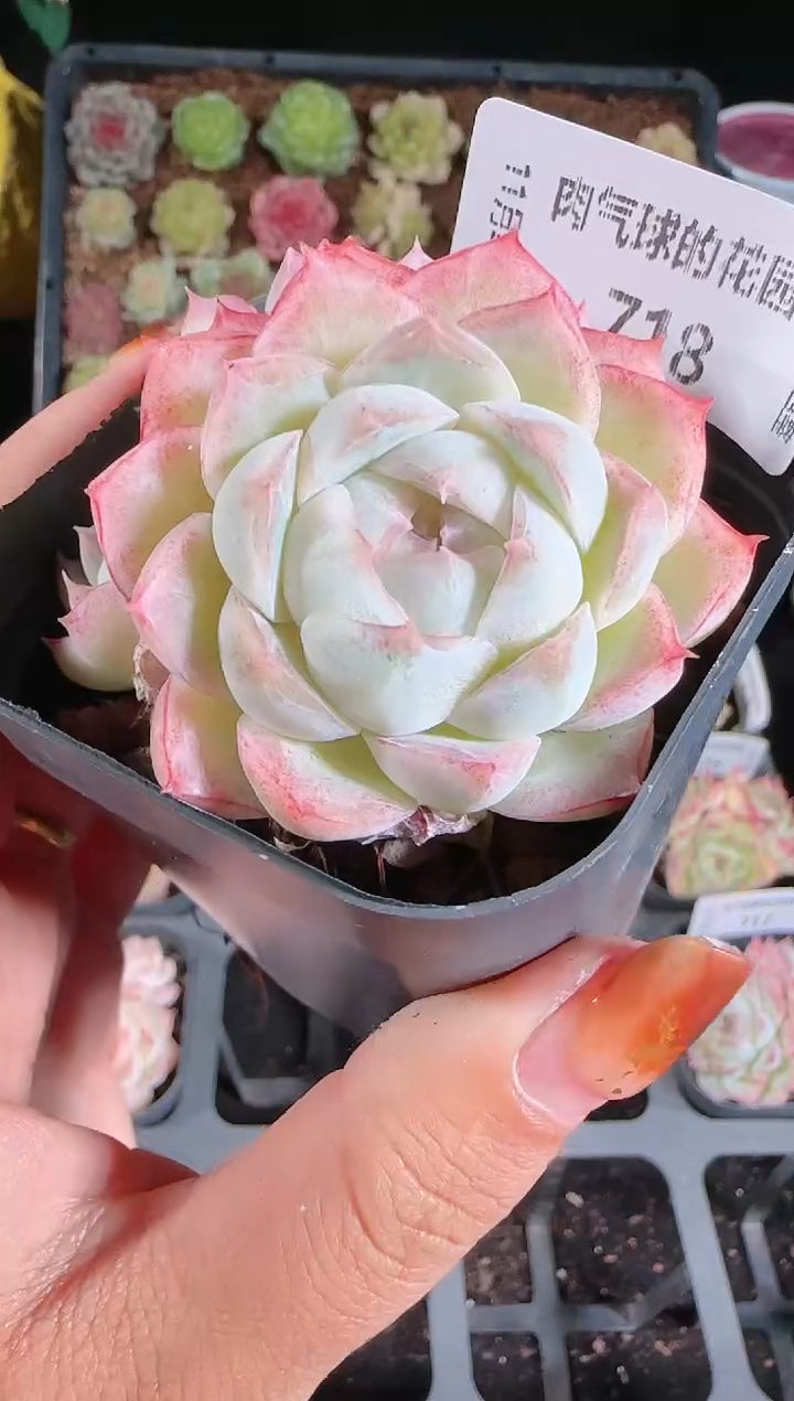 1122-718群生不包整