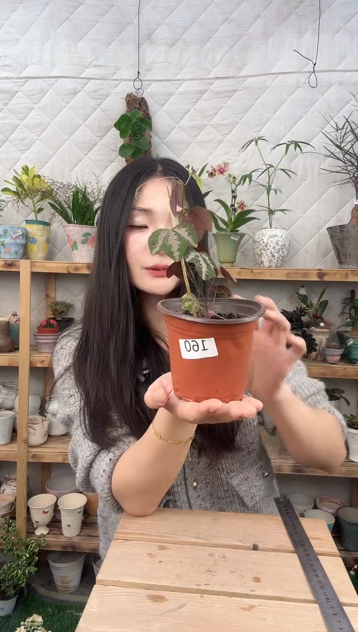 无花朵鸭爪西番莲育苗盆160