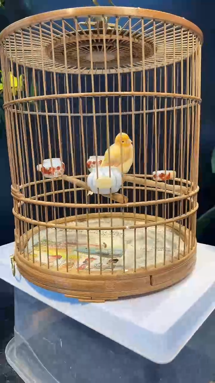 6号  辣椒红养笼  0元起拍