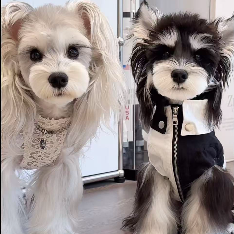 【雪纳瑞小屋】超萌雪纳瑞宠物狗活体犬小型犬