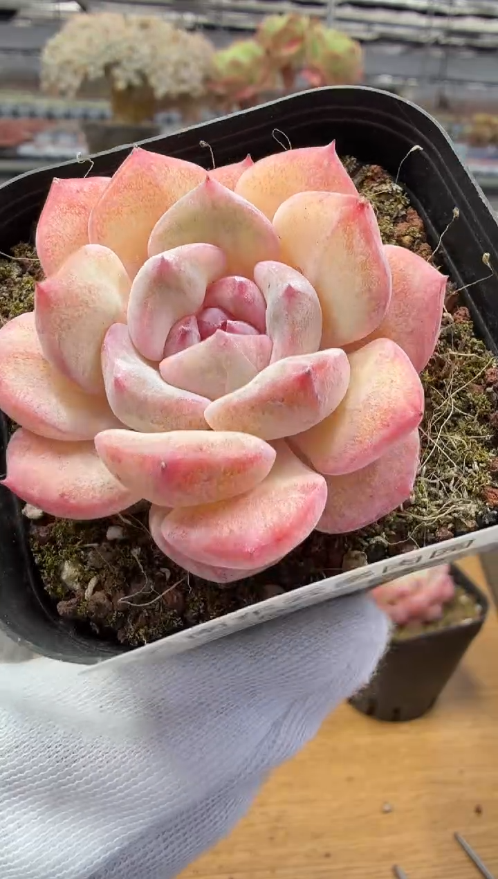 东云多肉园二店-133