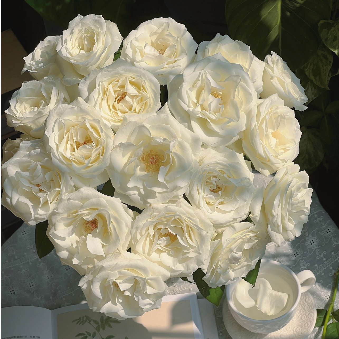 【花相拾】稀有骄傲单头玫瑰-顺丰包邮