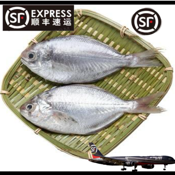 【南鲳/肉鲳鱼】神泉港 野生网捕南鲳5斤 规格5到6条原产地速冻优质