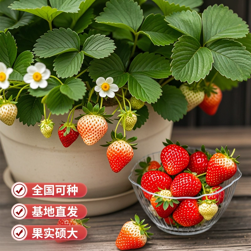 mozi/沫子草莓苗盆栽原土原盆奶油草莓秧苗南方北方种植当年结果