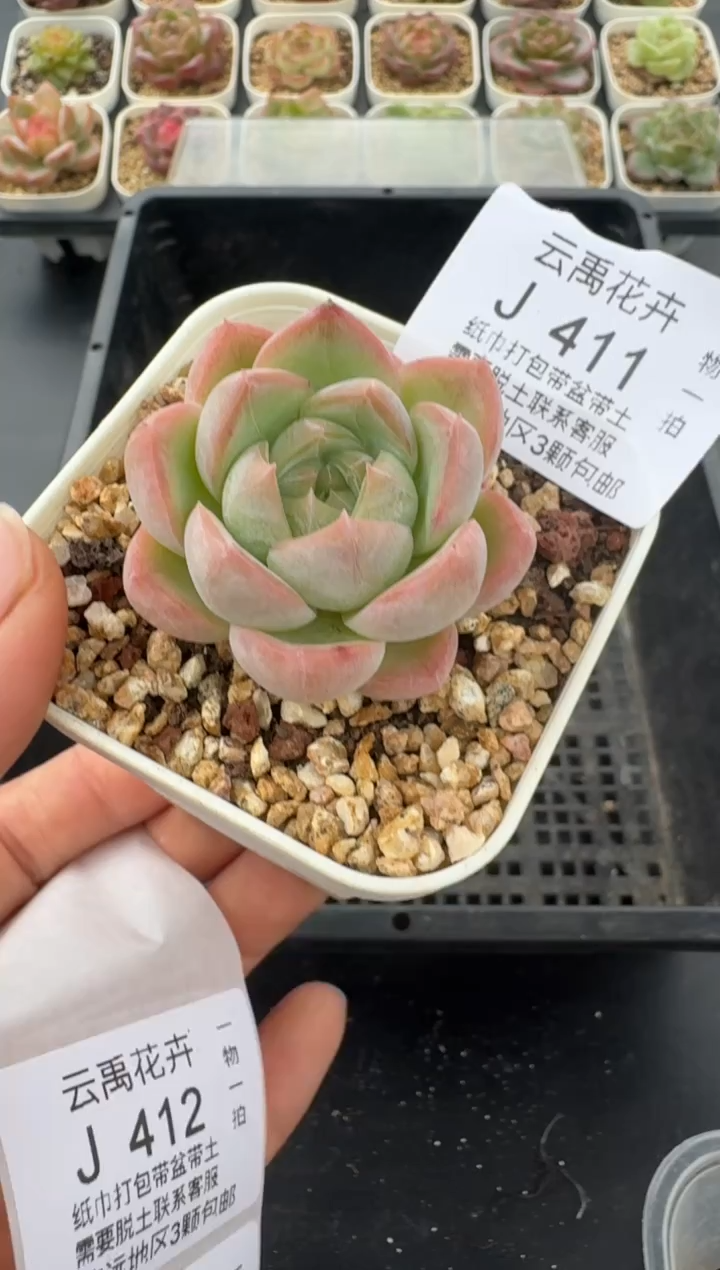 411J云禹多肉植物 带盆土纸巾打包 当天拍3颗包邮