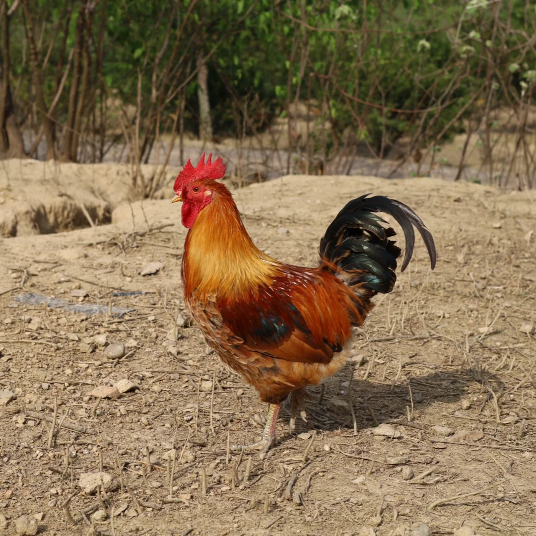 大山林散养400天农家散养公鸡