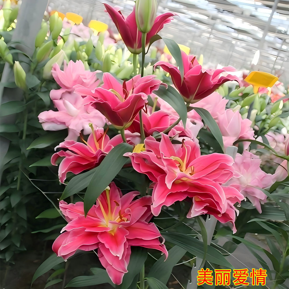 【美丽爱情】重瓣东方香水百合种球（球茎周长14/16）3个球