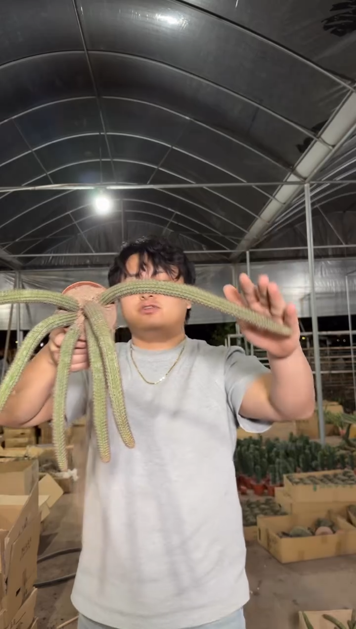 大 多头 垂钓金妞【带根】