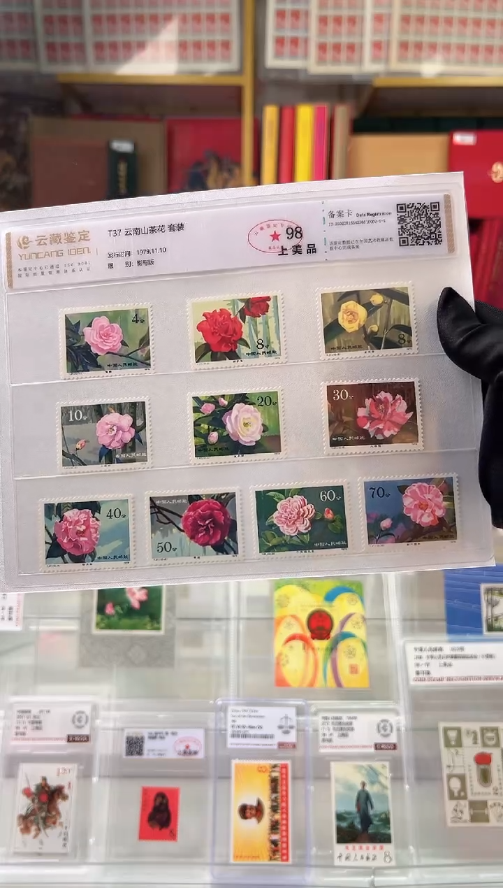 【闪购商品】T37 云南山茶花 限时福利