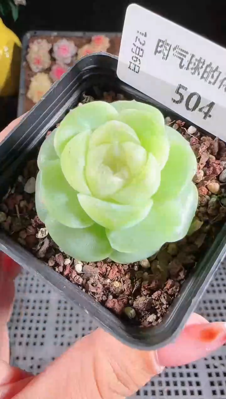 1206-504流光多肉群生不包整