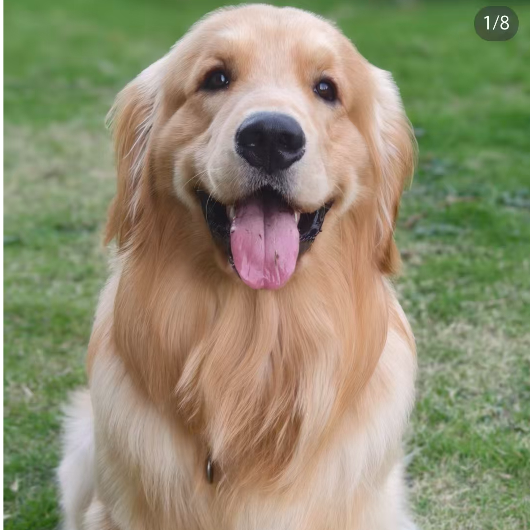 狗狗活体出售一物一拍纯种看家金毛犬小狗萨摩边牧宠物