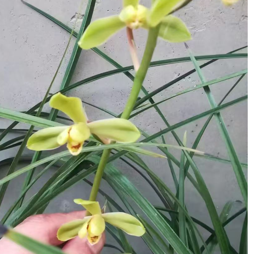 湖北当地蕙兰兰花兰草开花浓香清香好养护