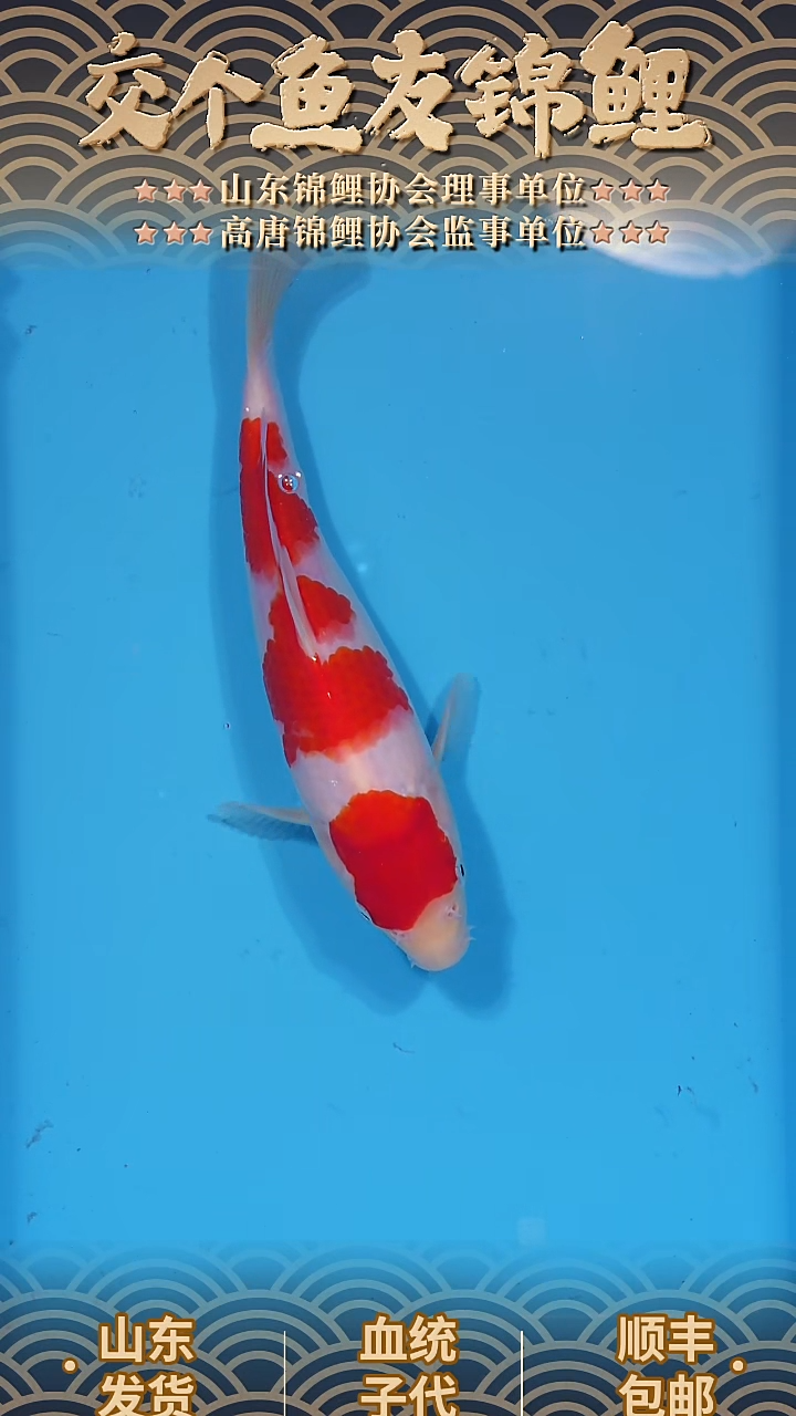 锦鲤2025123007红白