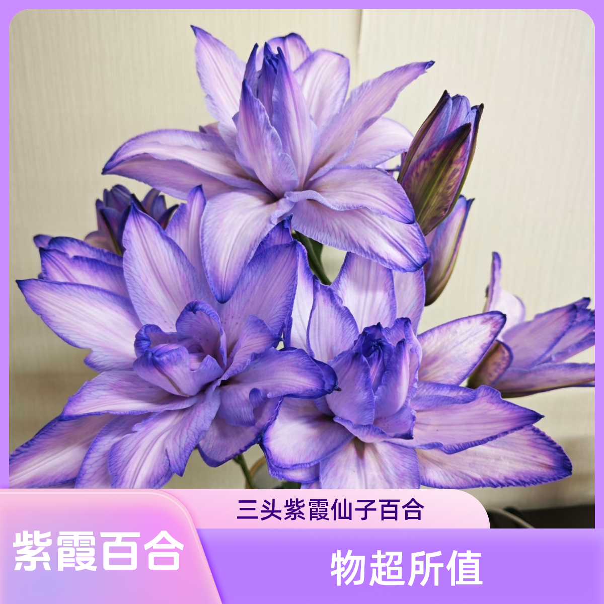 三头紫霞仙子吸色百合-任意两单发顺丰