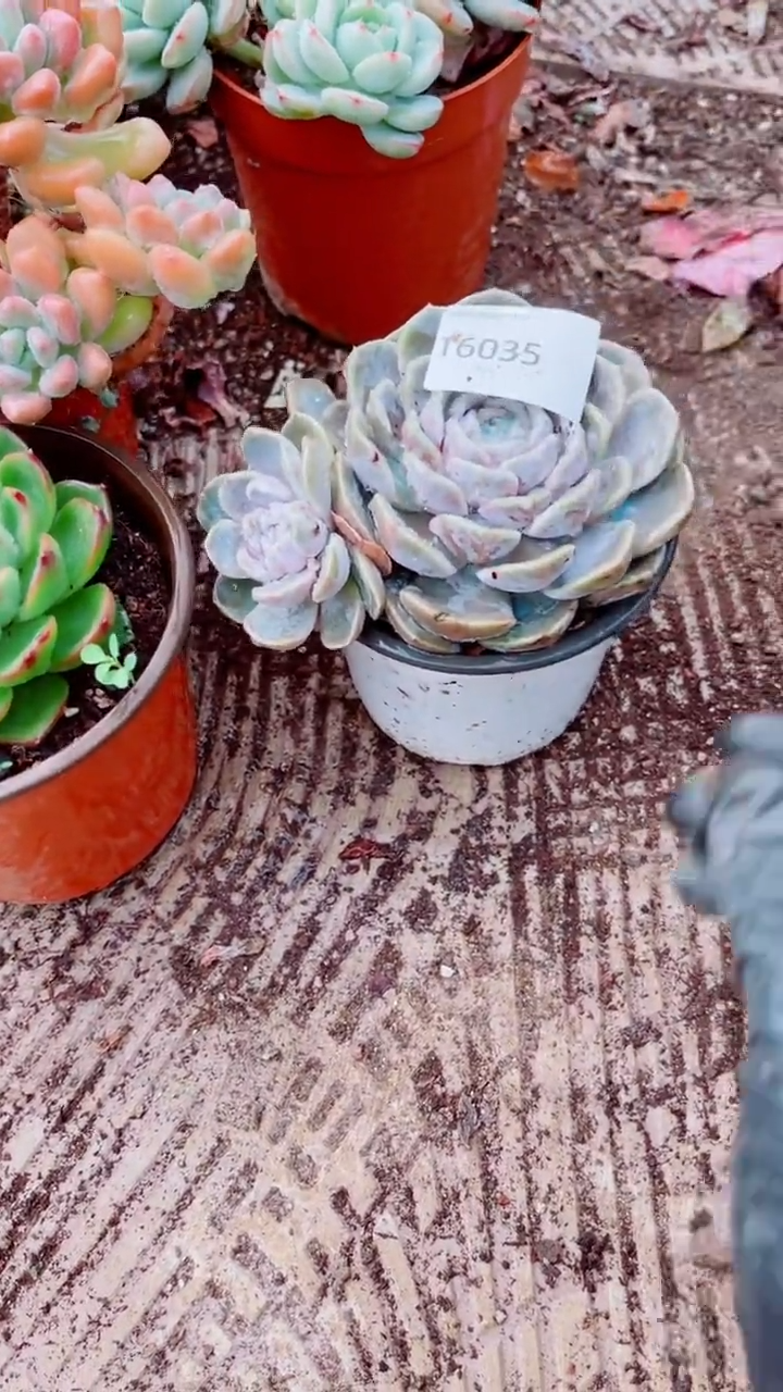 香*跃跃精品多肉16035