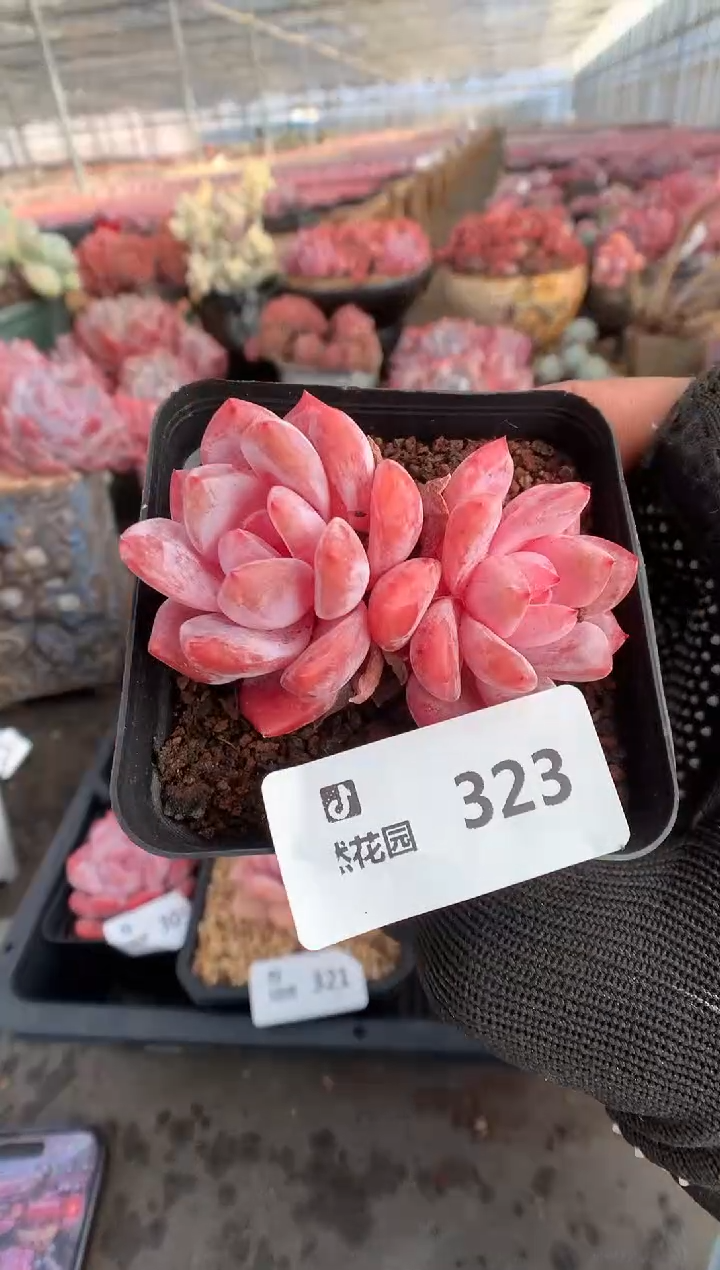 323雪天使一物一拍888
