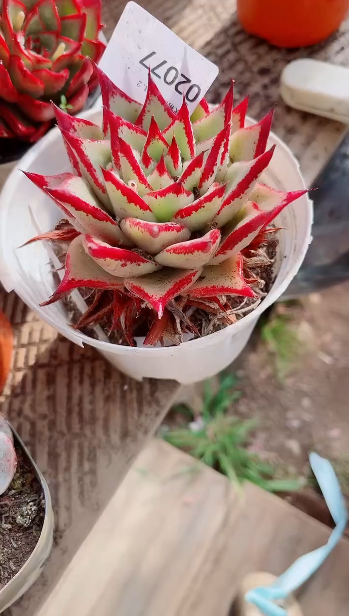 小*福跃跃精品多肉02077