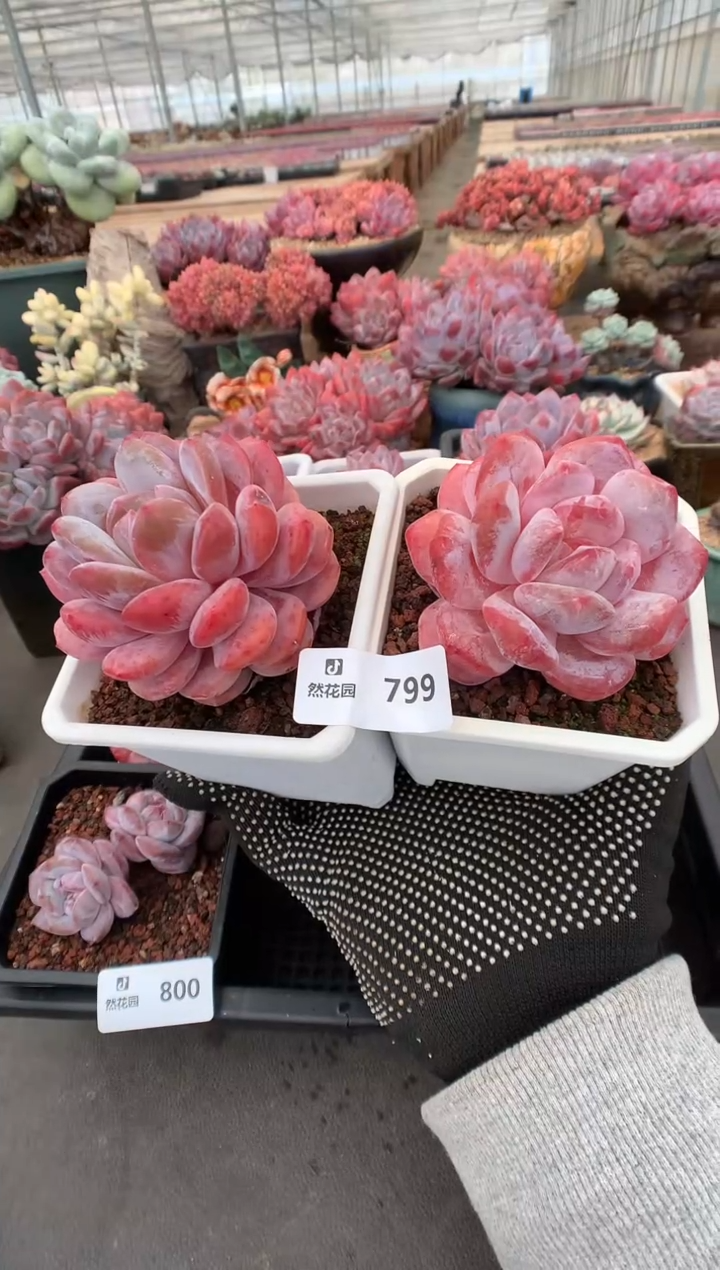 799蒙克一物一拍