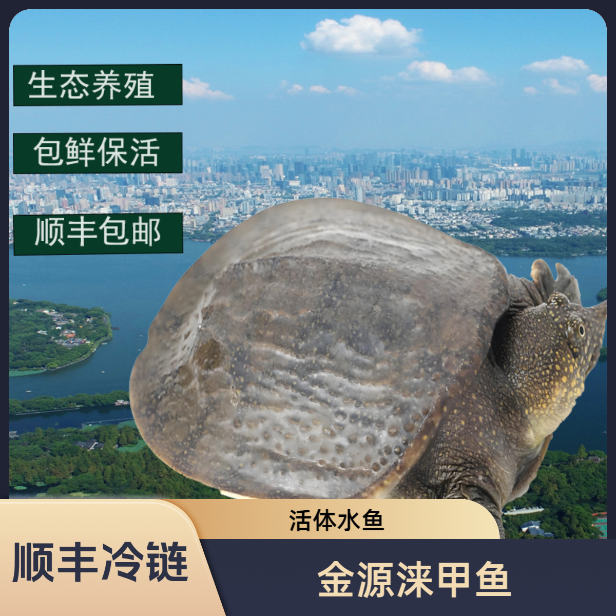 【2只公甲鱼3.5斤以上】金源涞生态甲鱼青背白皮外塘公母水鱼活体