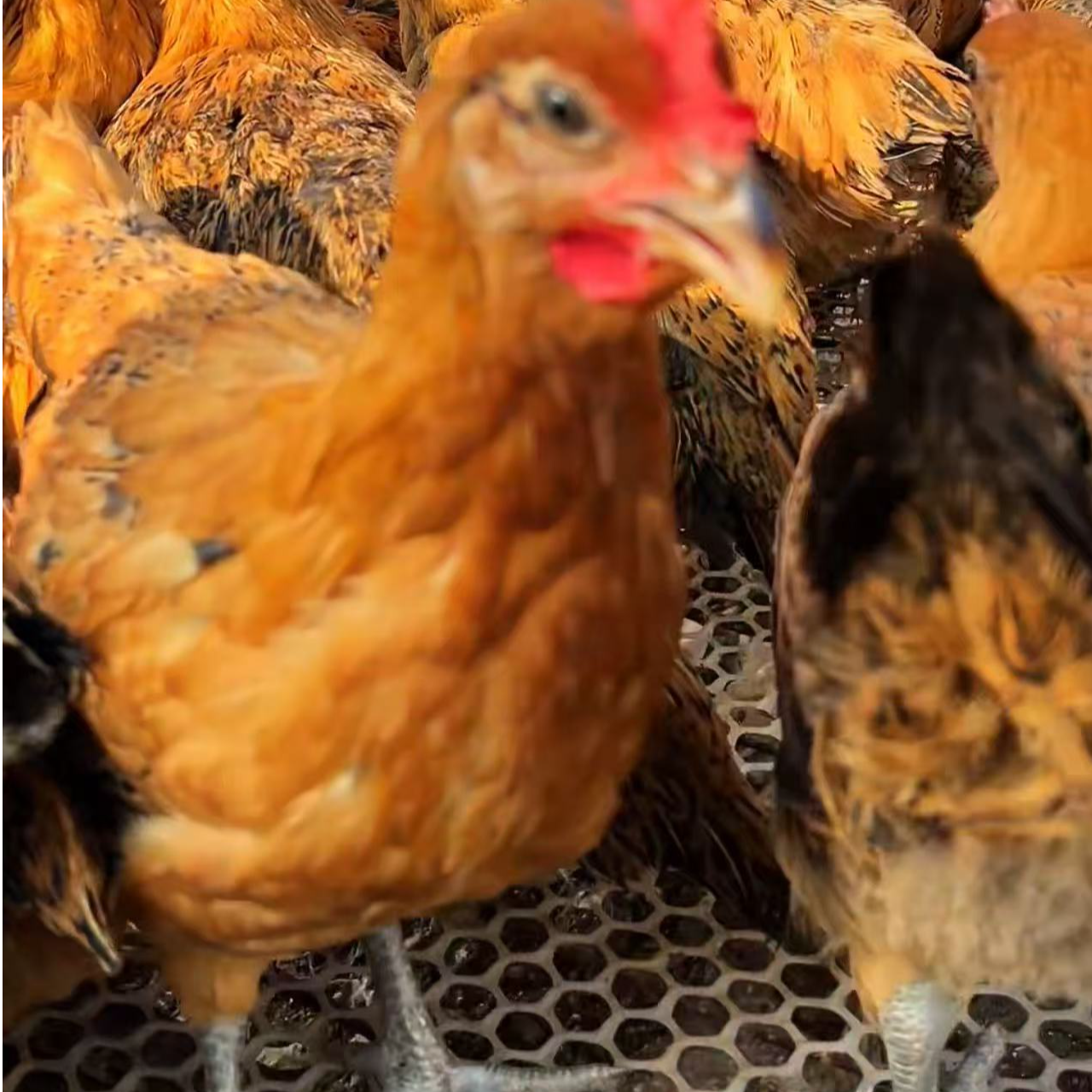 12只装半斤左右麻鸡土鸡林间散养鸡发货肉质鲜美 包冰率不含冰