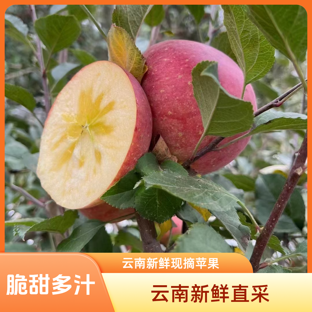 云南昭通红富士冰糖心丑苹果当季新鲜现摘脆甜多汁水果5斤包邮