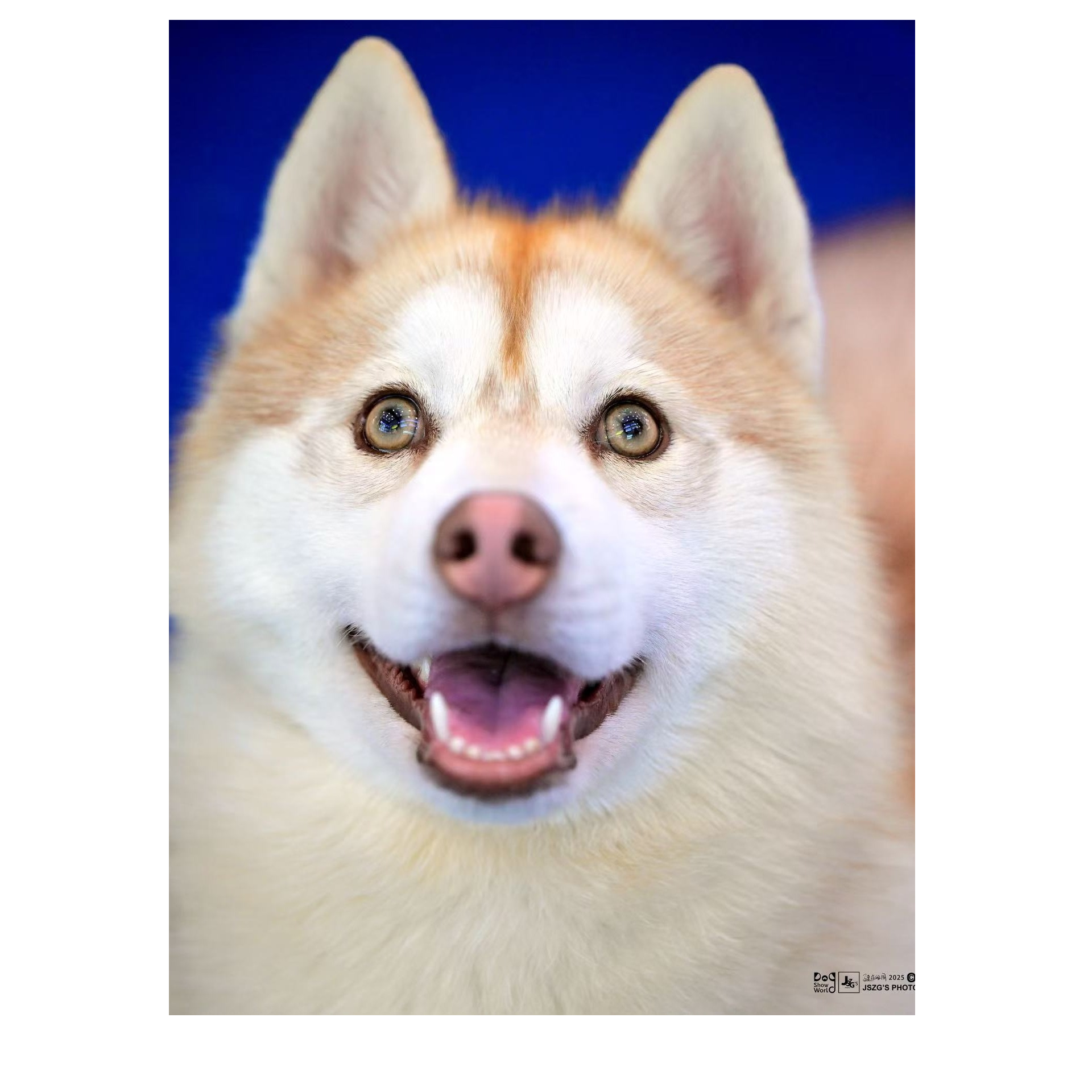 雪浪43李恒江苏犬舍纯种哈士奇雪橇犬烟灰