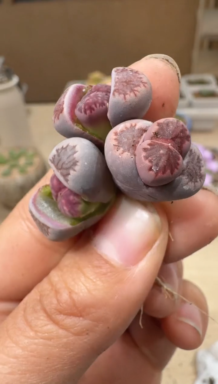 10-19多肉植物肉锥紫菊