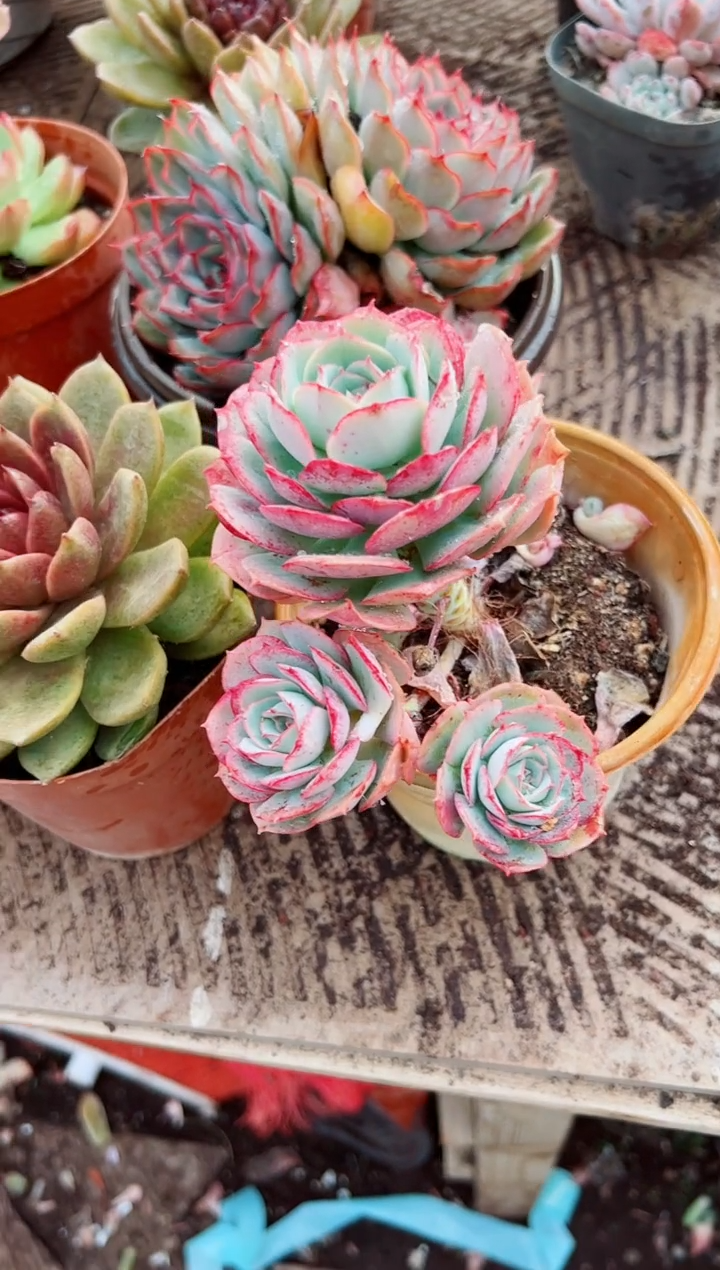 陆多肉植物一物一拍28140