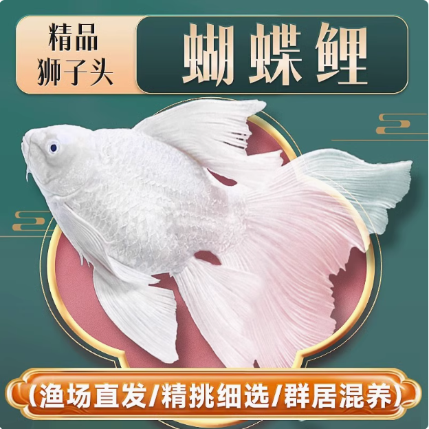 蝴蝶鲤台湾纯血短身，球体短身蝴蝶鲤（淡水冷热水广温鱼）