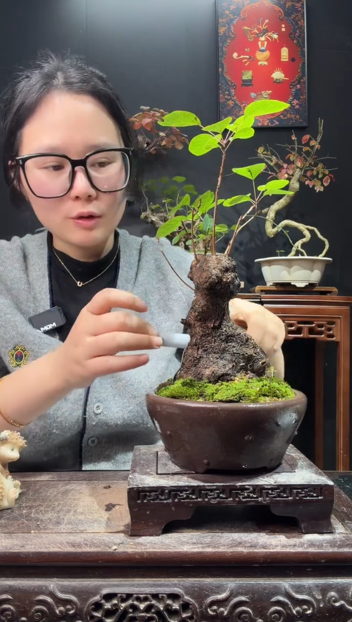 完全开放黄栌000