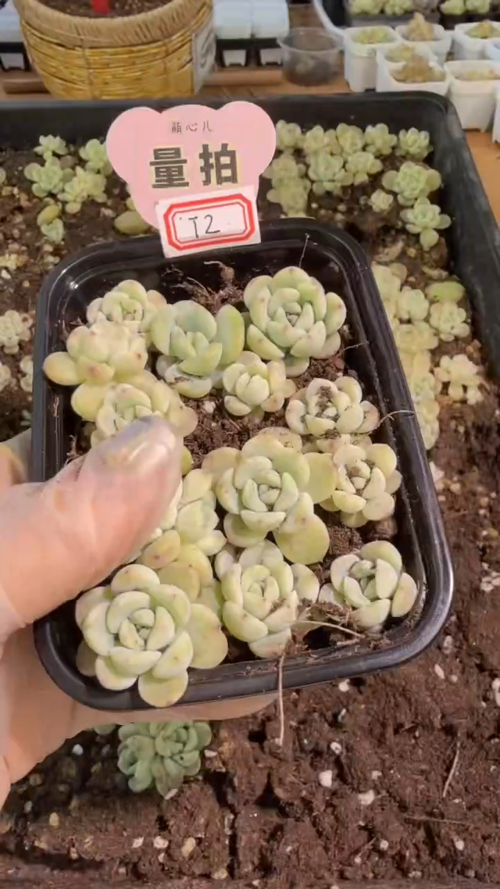 T2蜜糖 切糕1盒 量拍混发