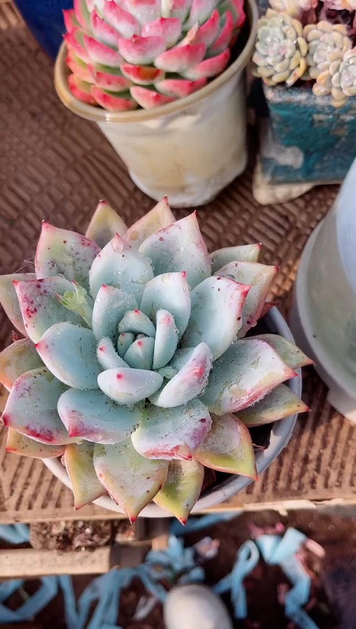 【闪购商品】02287