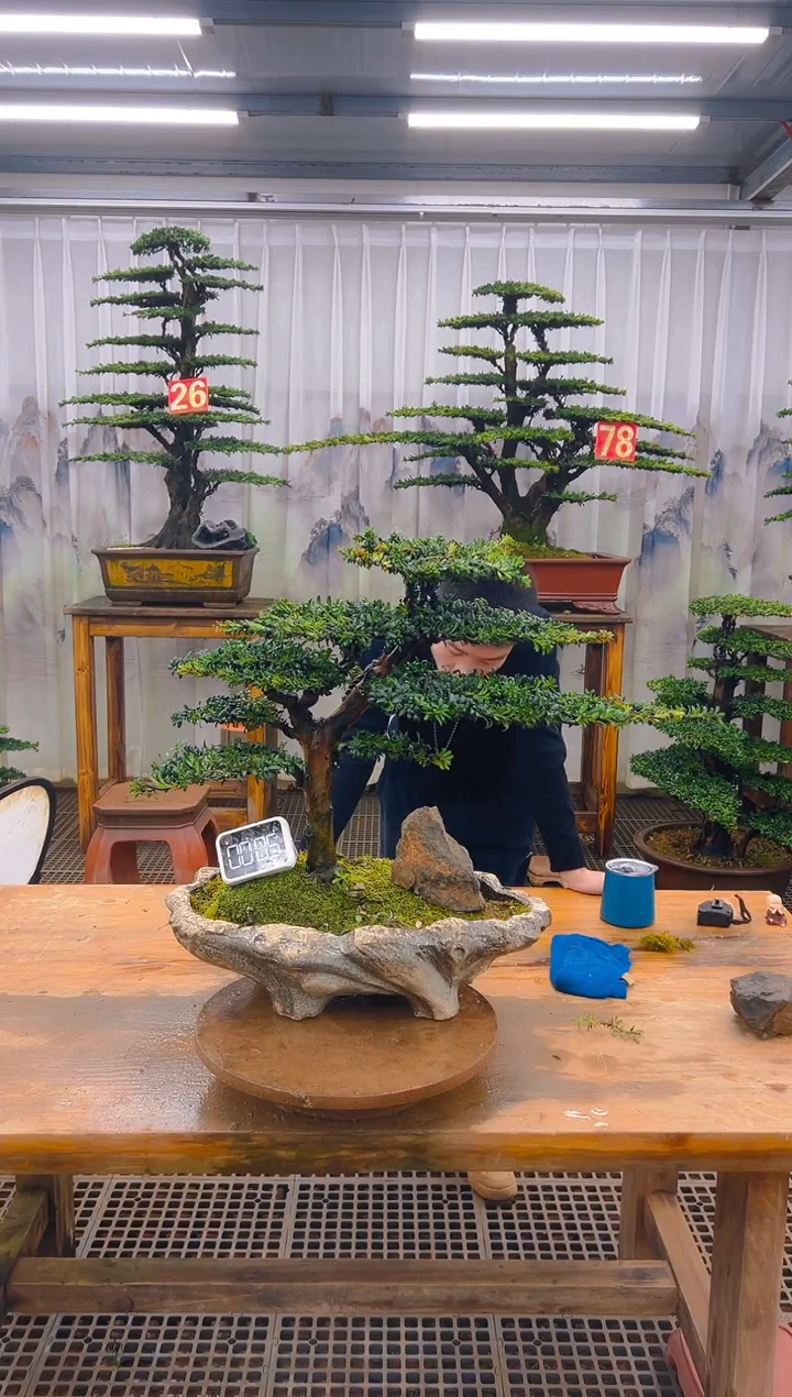 无花朵精品盆景直播间一物一拍