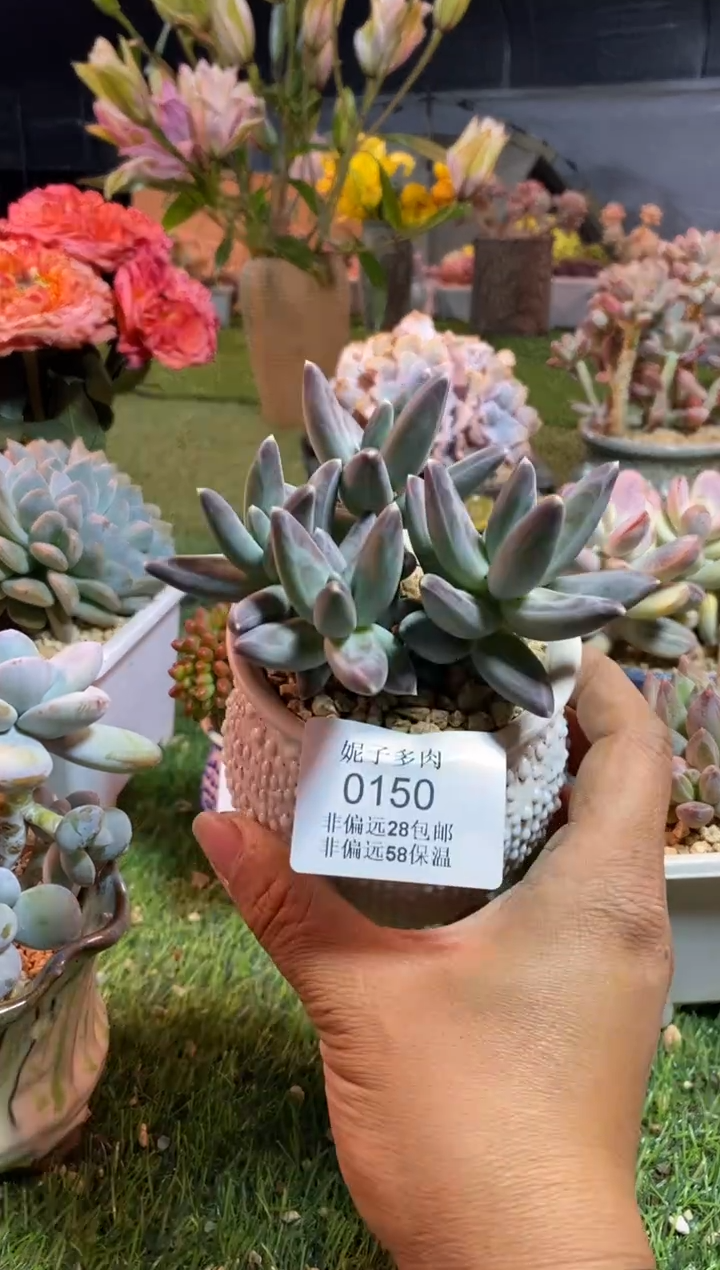 【闪购商品】0150a