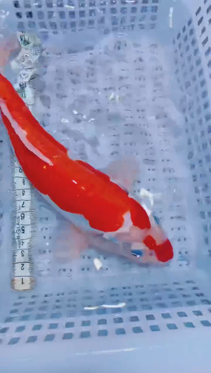 锦鲤血统锦鲤全场包邮21