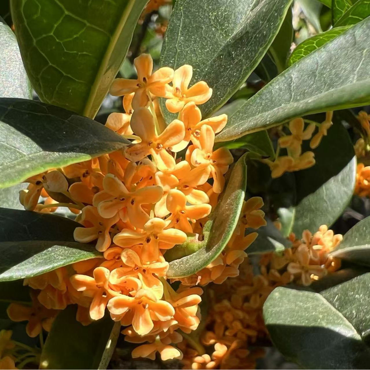 200-290嫁接桂花【看好规格，发货不退】谨慎下单【一物一拍】