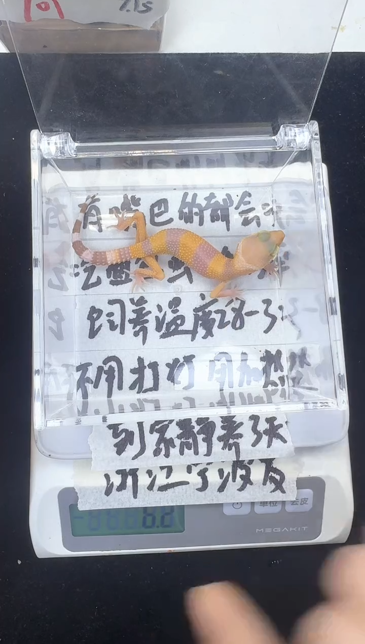 豹纹守宫013橘白