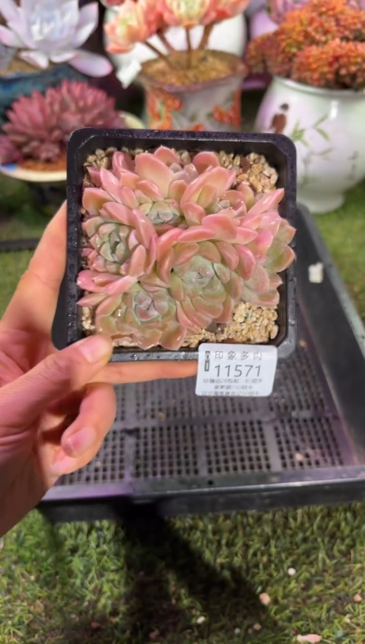 【闪购商品】11571