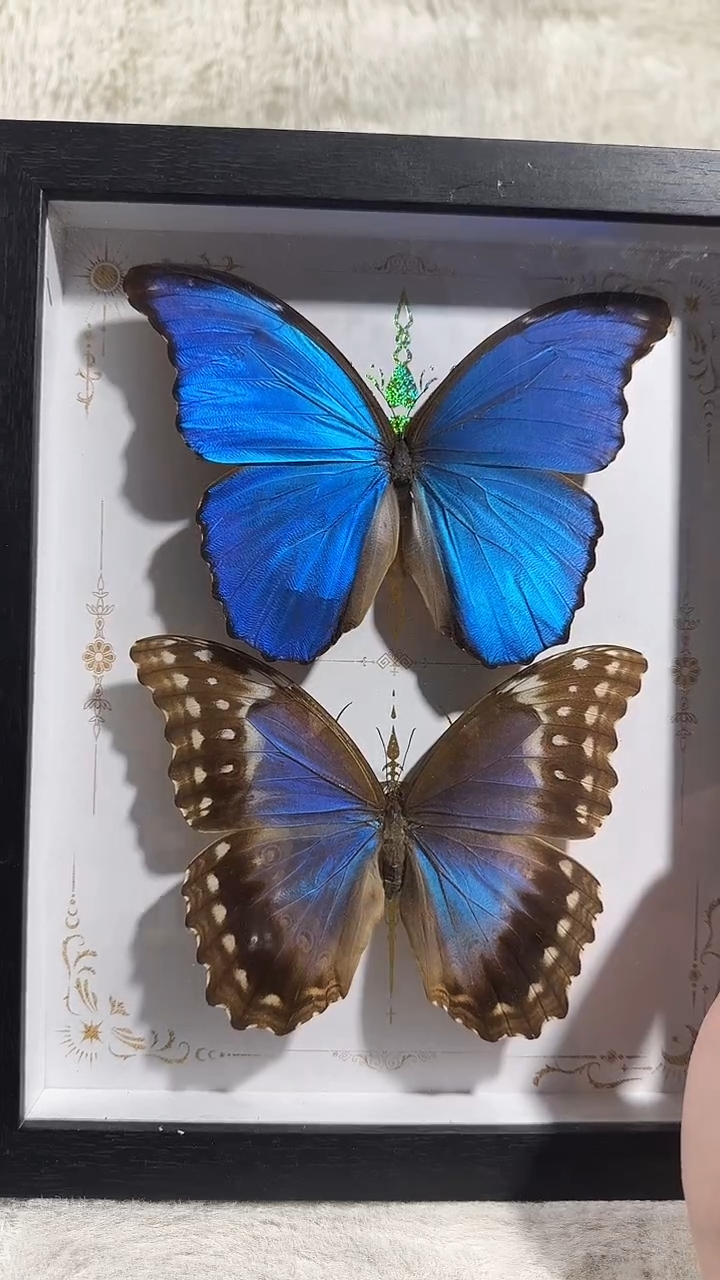 有机玻璃大蓝雌雄