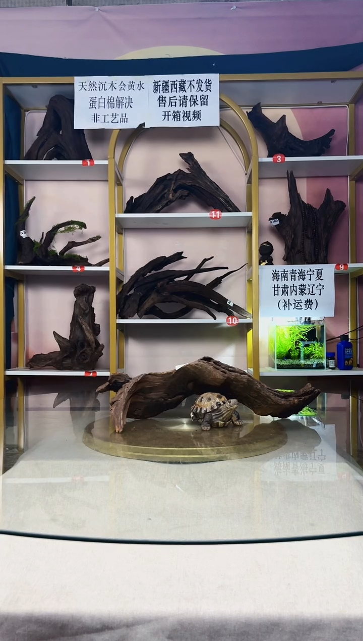 星*五SQCM紫柚木A251