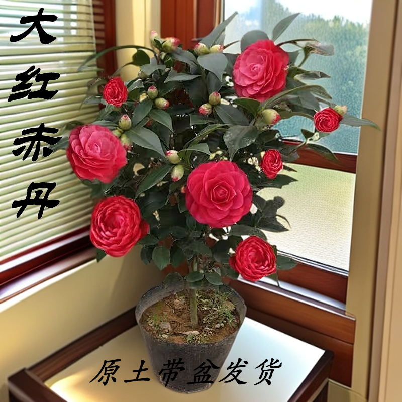 山茶花大红赤丹盆栽树苗室内阳台绿植四季长青好养易活当年开花