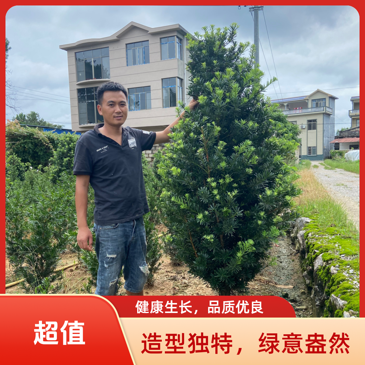 苗场直发庭院罗汉松盆栽（一物一拍）